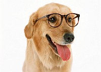 DrDogs247.com Ear Infection Remedy
