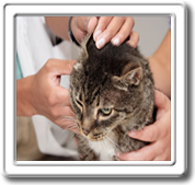  Ear Medication For Cats