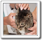 Cat Ear Mites and Ear Infection Medication for Cats